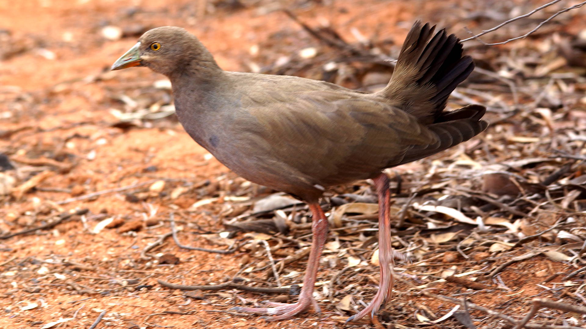 Black-tailed Native-hen (Tribonyx ventralis)