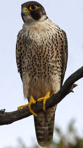 Peregrine Falcon (Falco peregrinus ssp macropus)
