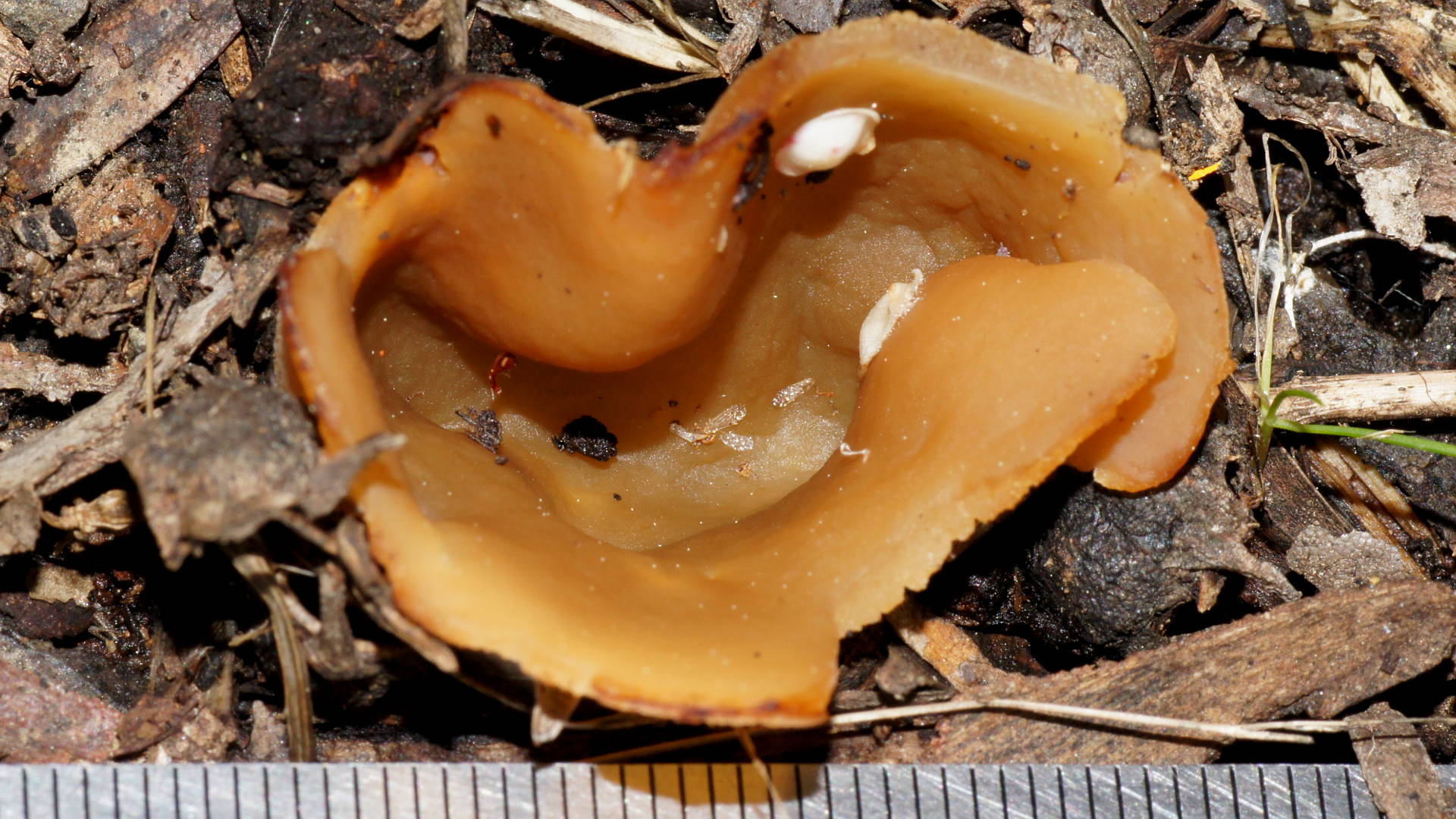 Brown Cup Fungus (Peziza cf repanda)