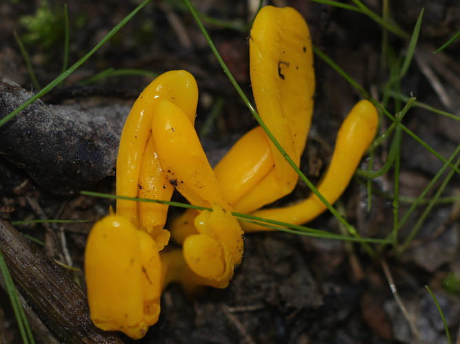 Yellow Club (Ramariopsis simplex)