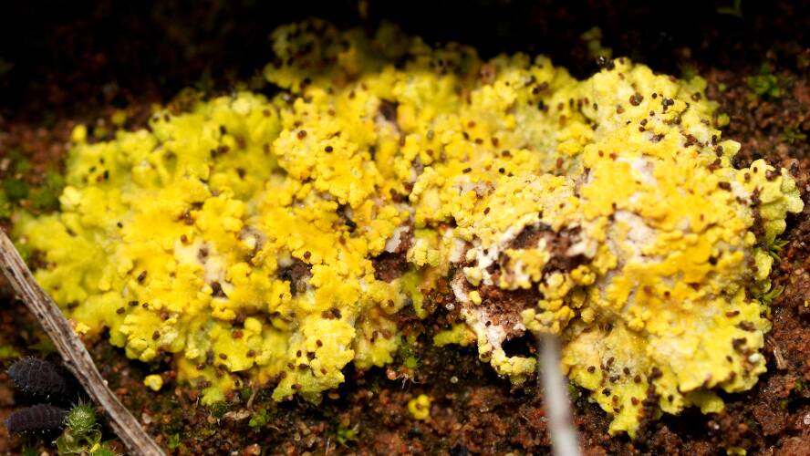 Cranfield's Sulphur Lichen (Gyalolechia cranfieldii)