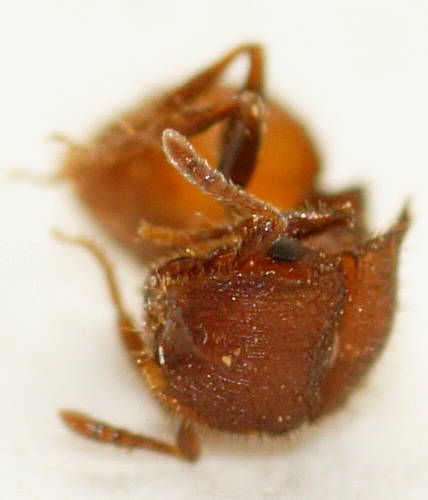 Spiny Cautious Ant (Meranoplus oceanicus)