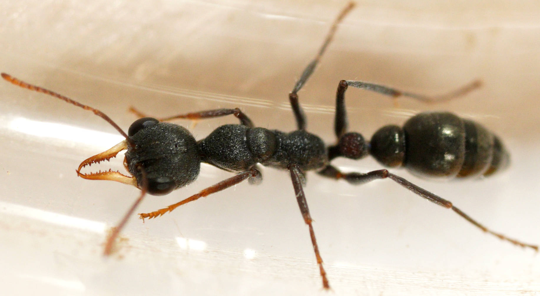 Baby Bull Ant (Myrmecia urens)