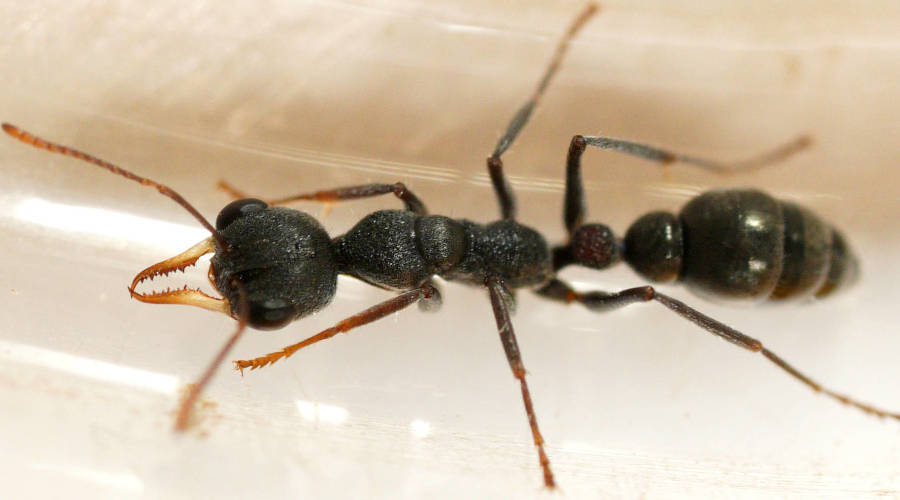 Baby Bull Ant (Myrmecia urens)