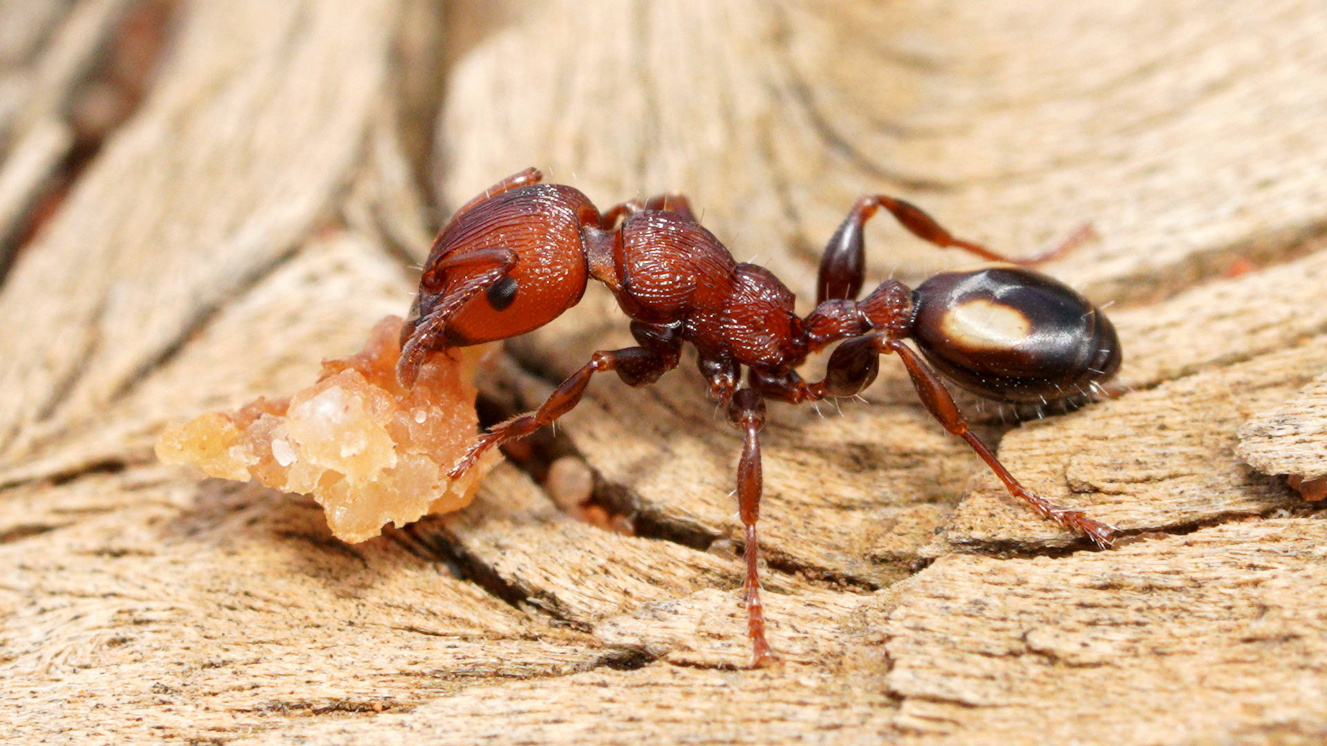 Adelaide's Muscle Man Ant (Podomyrma adelaidae)