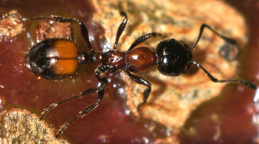 Mono Ant (Monomorium kiliani)