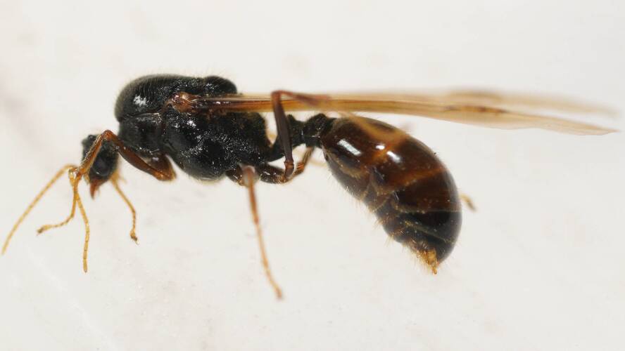 Large Big-headed Ant (Pheidole antipodum)