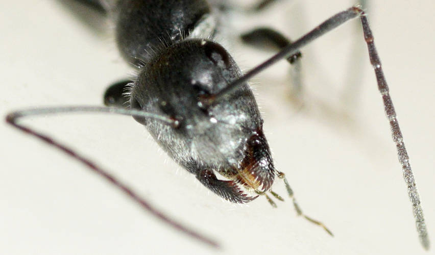 Golden Black Sugar Ant (Camponotus (Myrmophyma) sp)