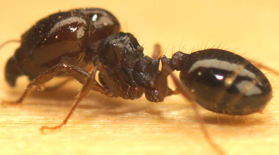 Black Big-headed Ant (Pheidole sp ES02)
