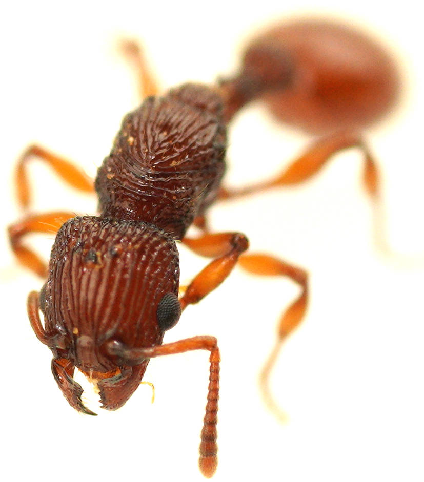 Muscular Ant (Podomyrma sp)