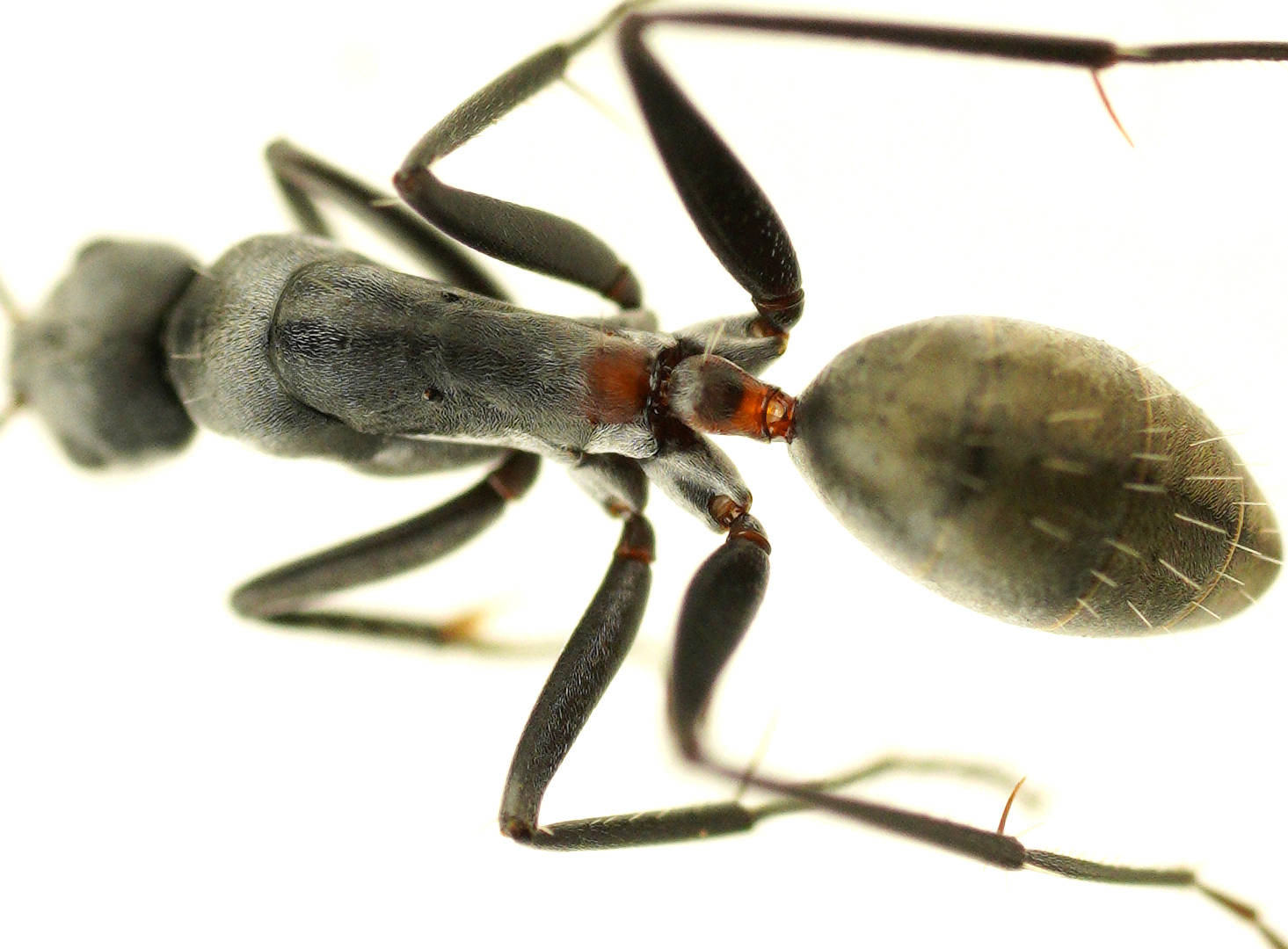Ferguson's Sugar Ant (Camponotus fergusoni)