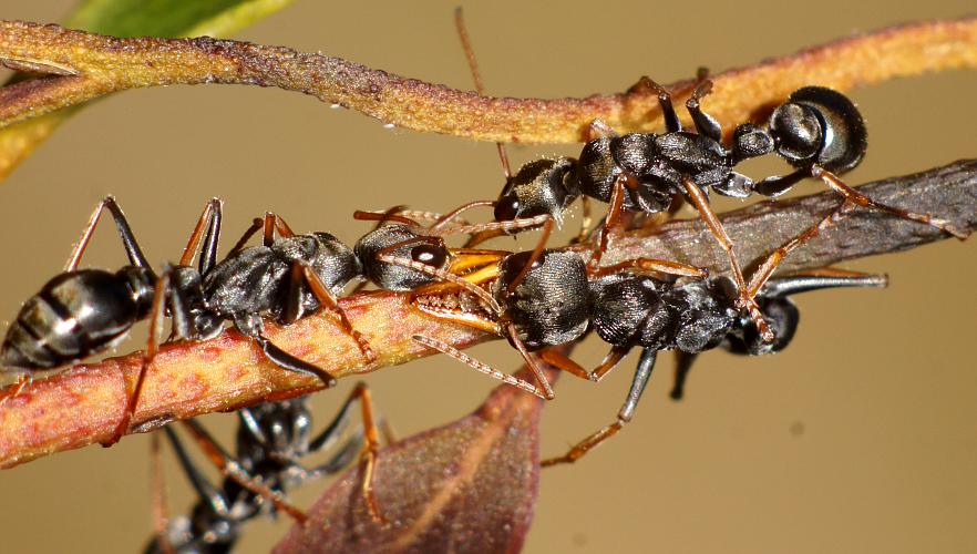 Small Jumping Ant (Myrmecia picta)