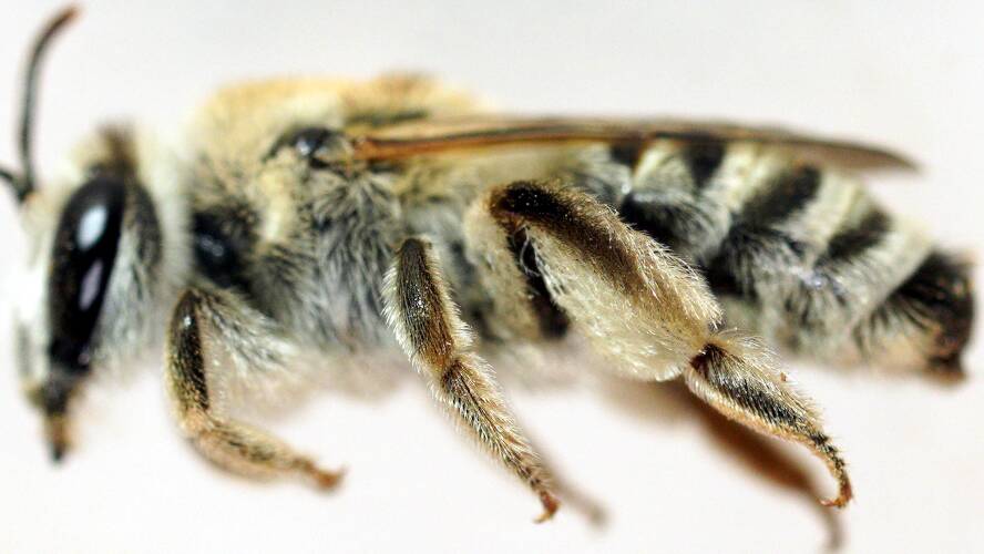 Brown-mullet Bee (Leioproctus sp ES01)