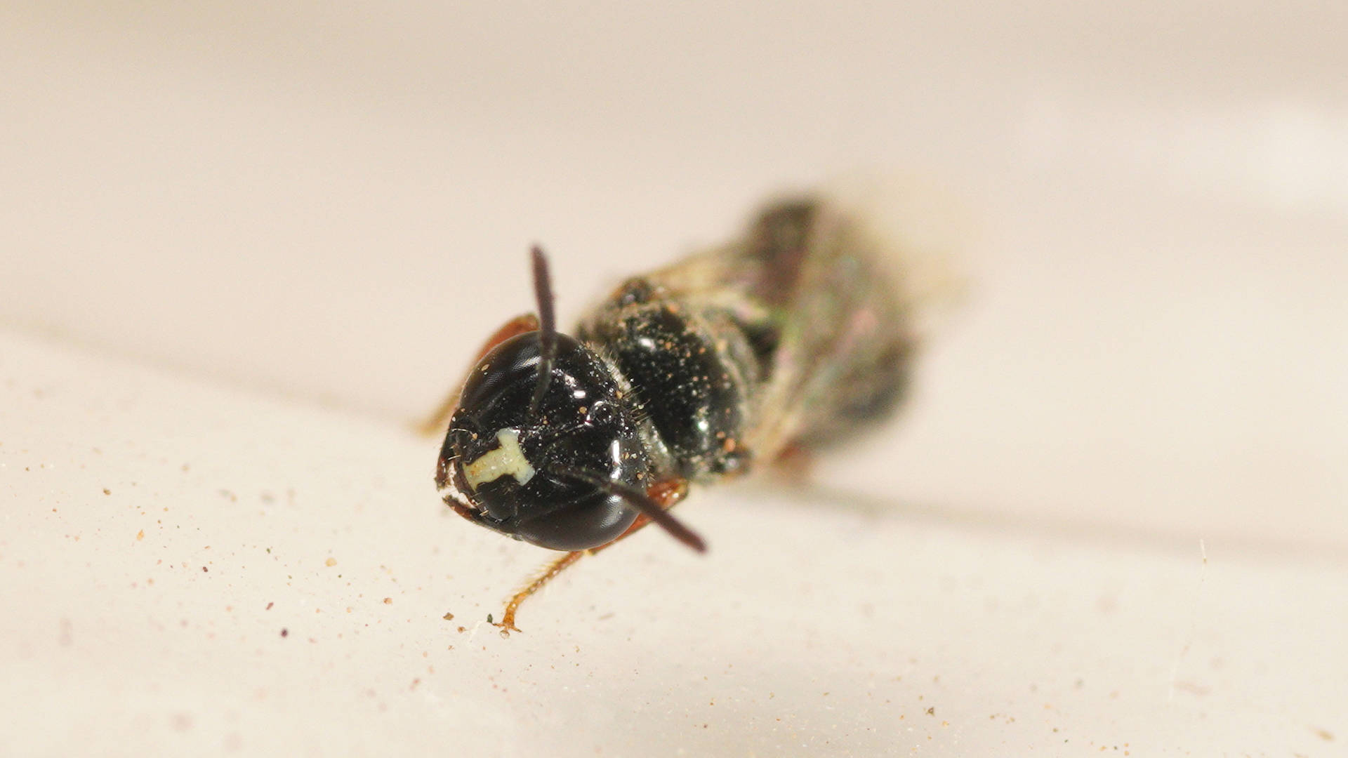Eusocial Allodapine Bee (Exoneurella tridentata)