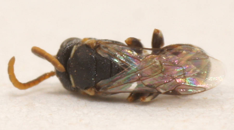 Littler's Masked Bee (Hylaeus (Prosopisteron) cf littleri)