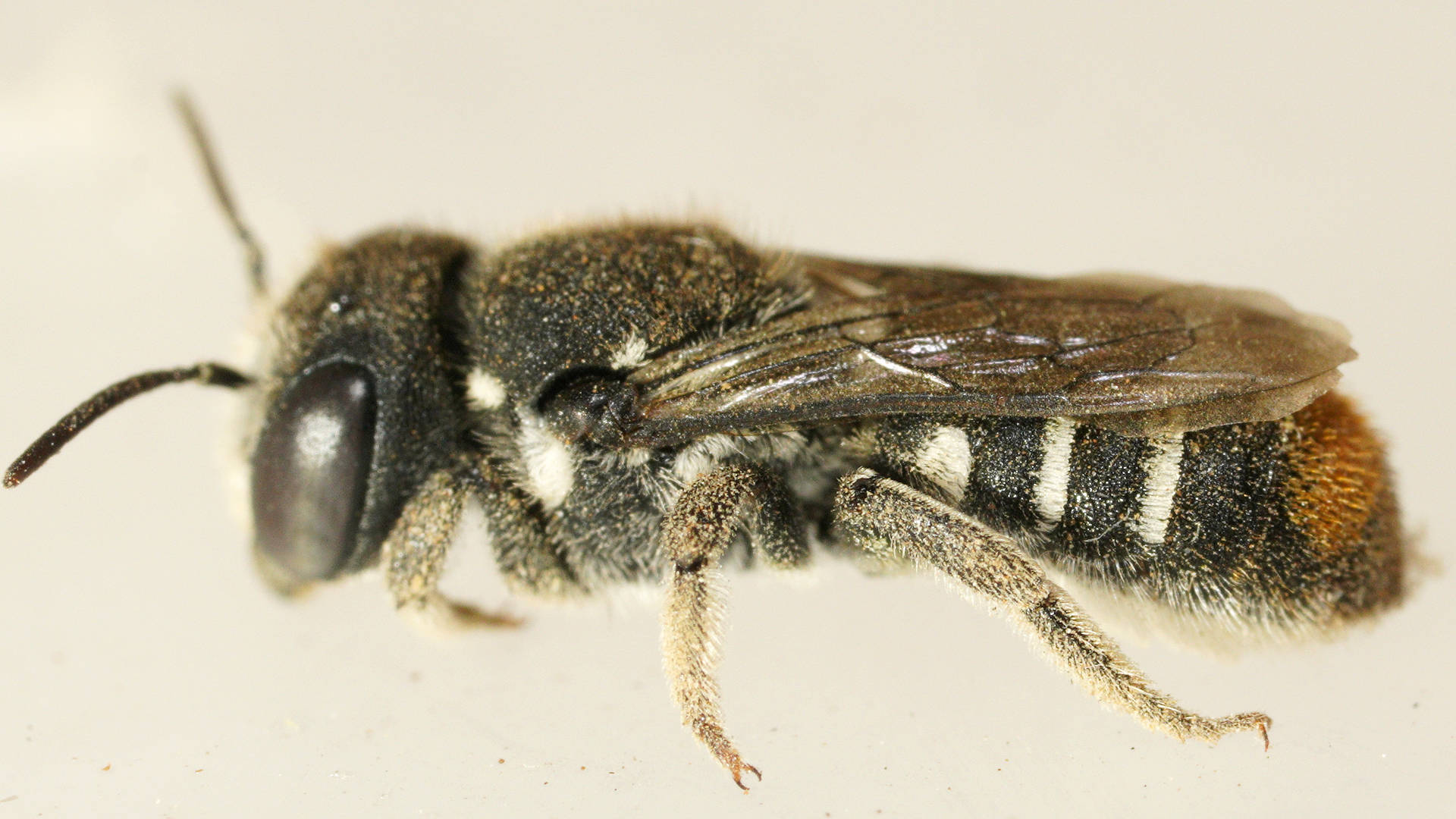 Tosticauda Resin Bee (Megachile (Hackeriapis) tosticauda)