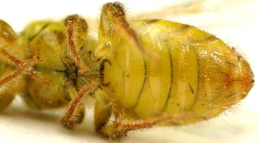 Yellow Dryland Bee (Callohesma sp)