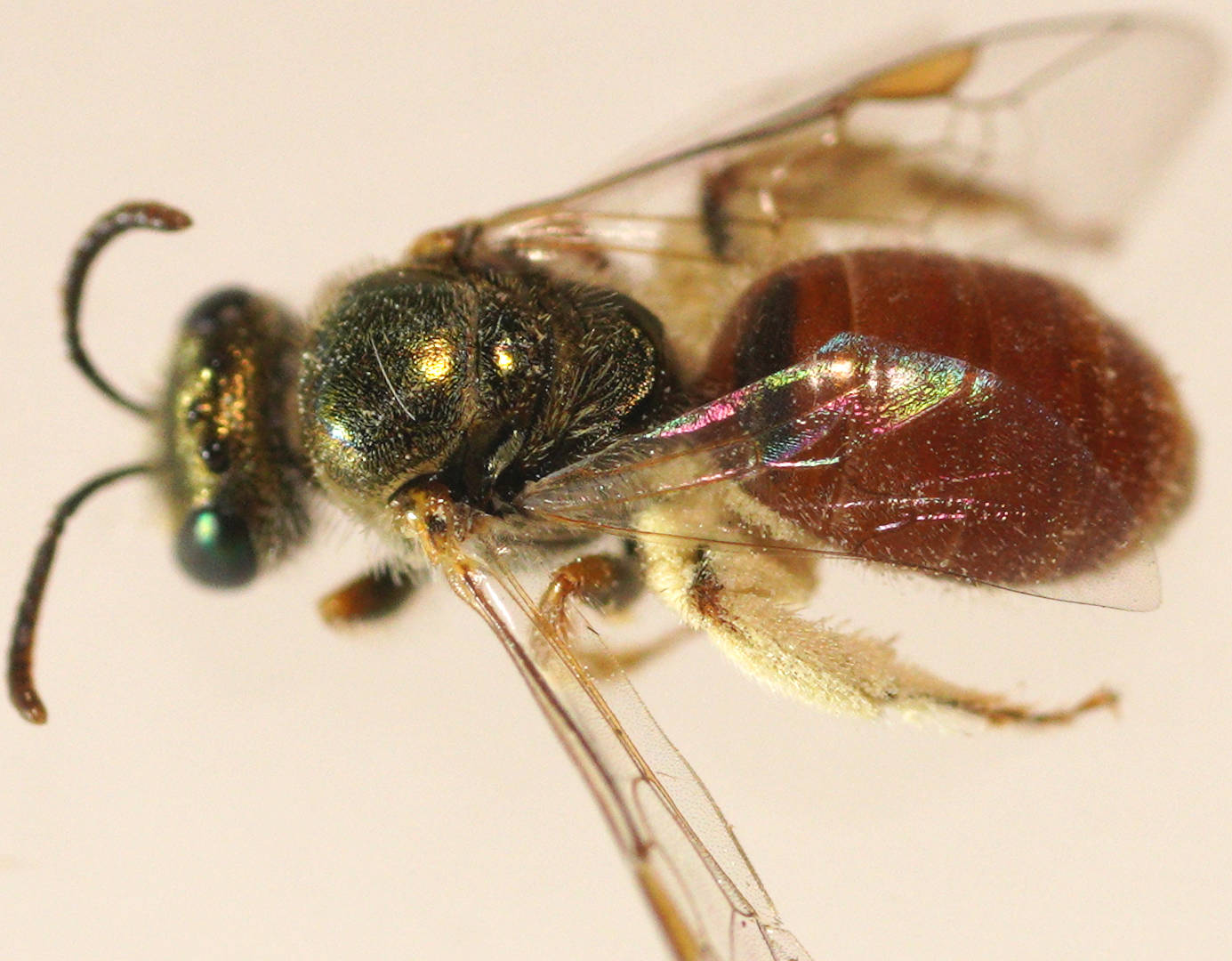 Endowed Plumed-vented Bee (Homalictus (Homalictus) dotatus)