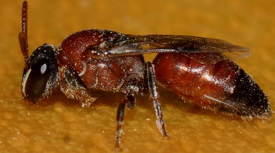 Proximate Masked Bee (Hylaeus proximus)