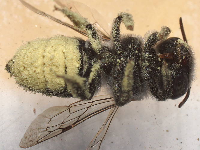 Black Resin Bee (Megachile atrella)