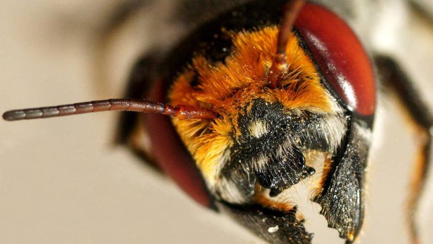 Golden-browed Resin Bee (Megachile aurifrons)
