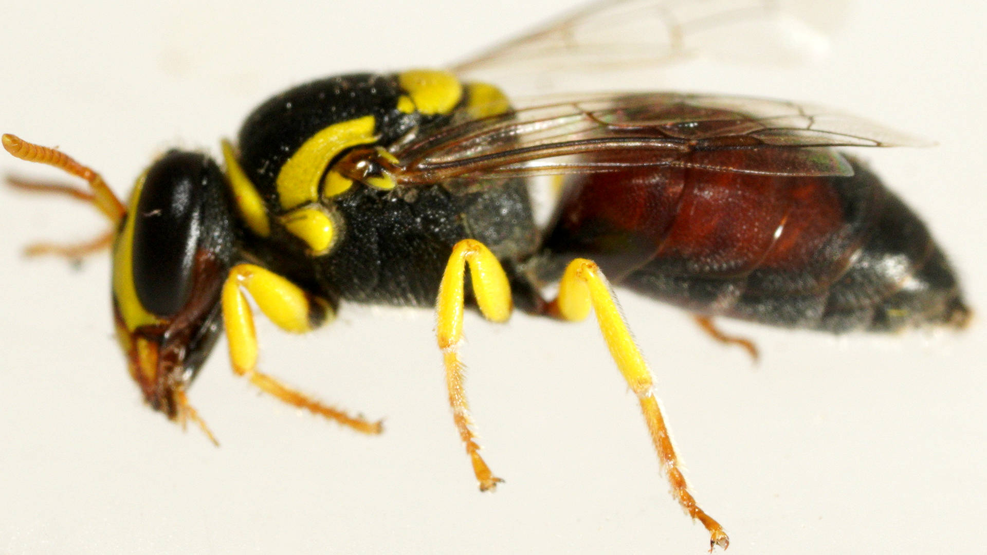Elegant Masked Bee (Hylaeus elegans)