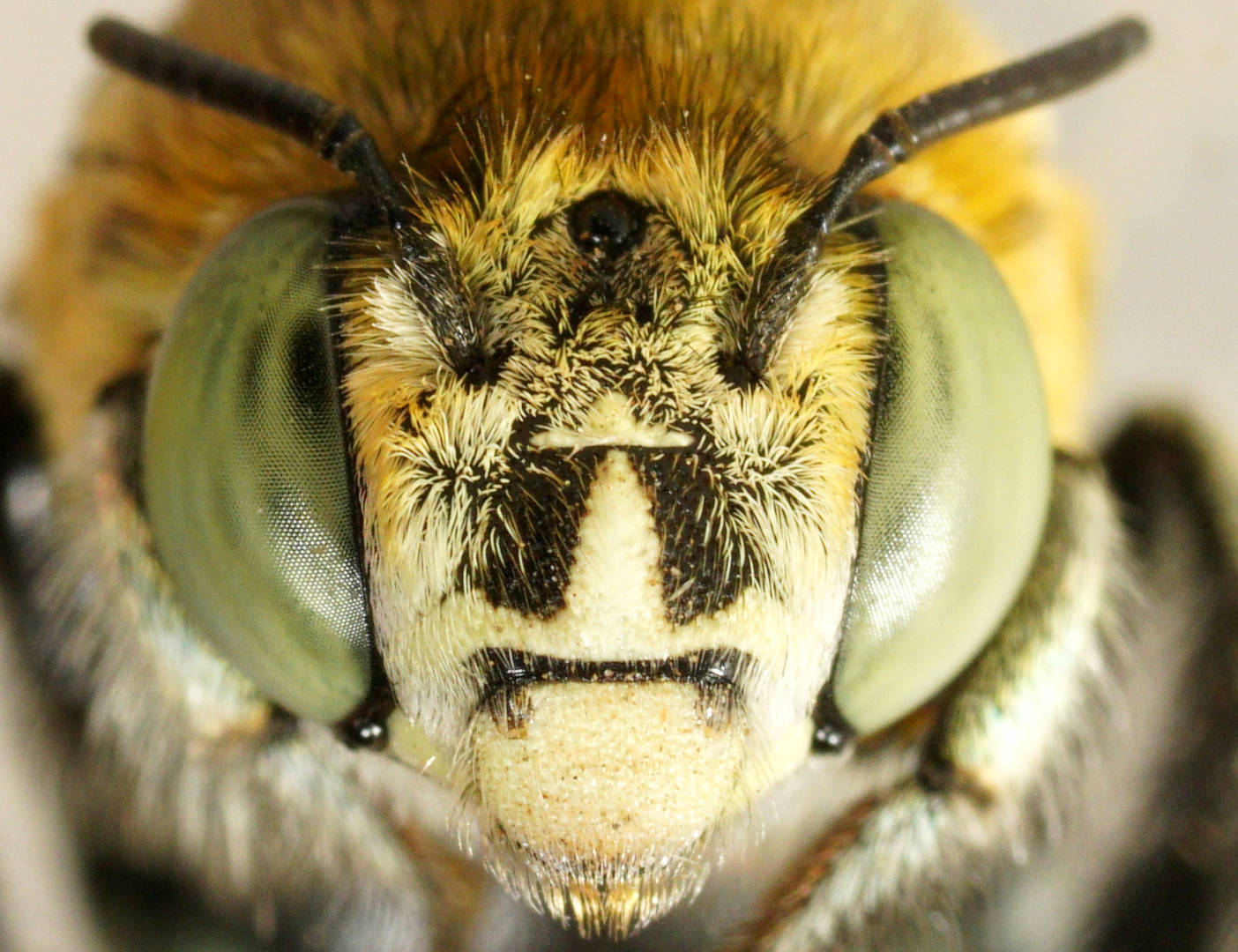 Blue-banded Bee (Amegilla (Notomegilla) chlorocyanea)