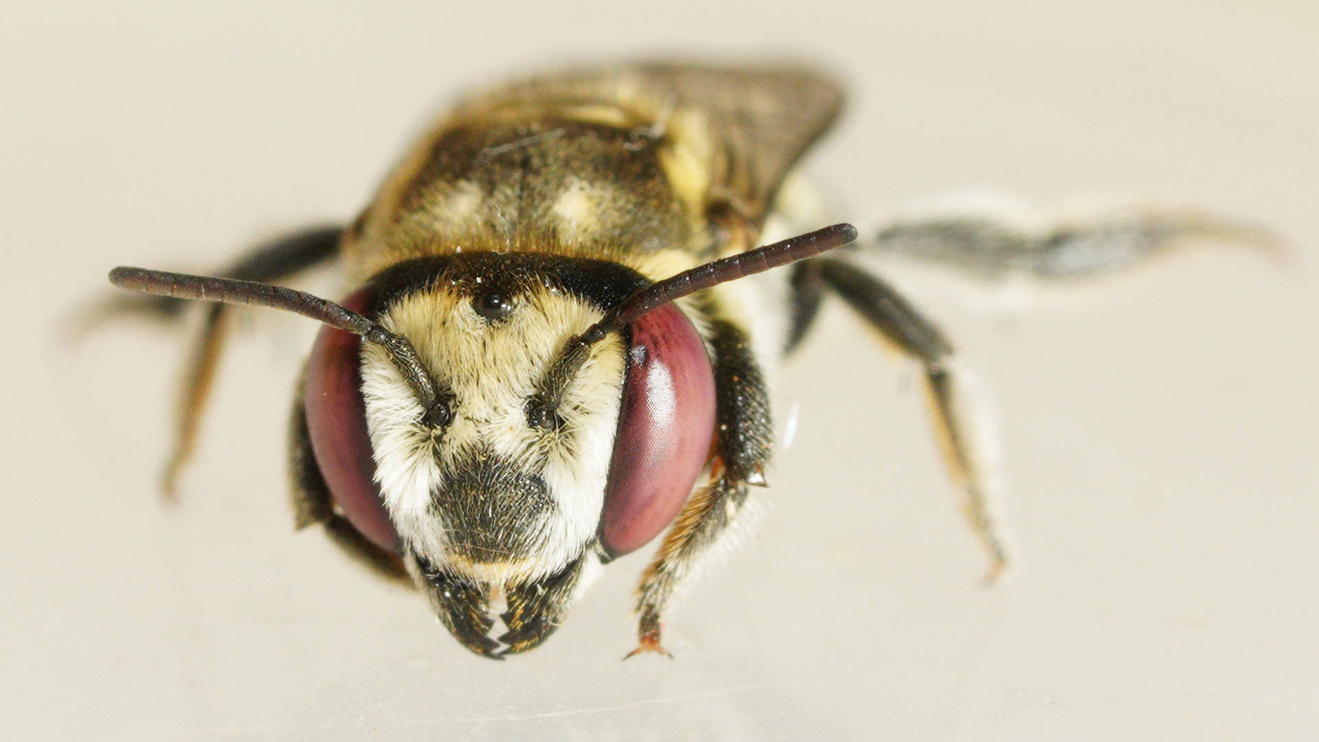 Darwin's Leaf-cutter Bee (Megachile darwiniana)