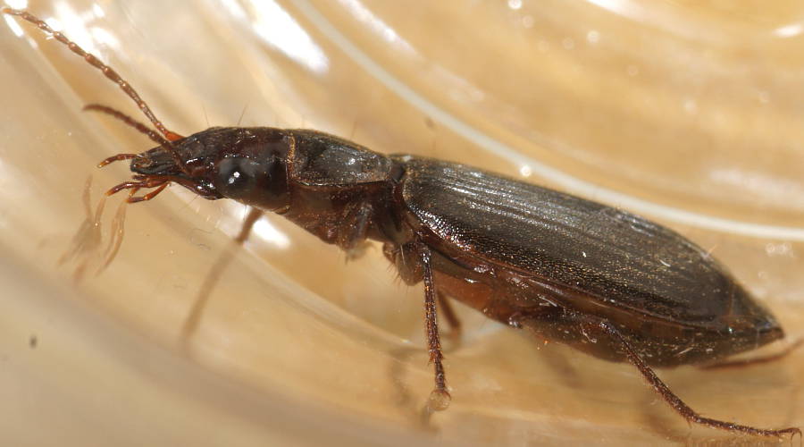 Brown Ground Beetle (Trigonothops cf sp ES02)