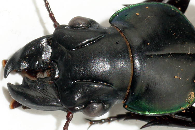 Green Sheen Ground Beetle (Conopterum superbum)