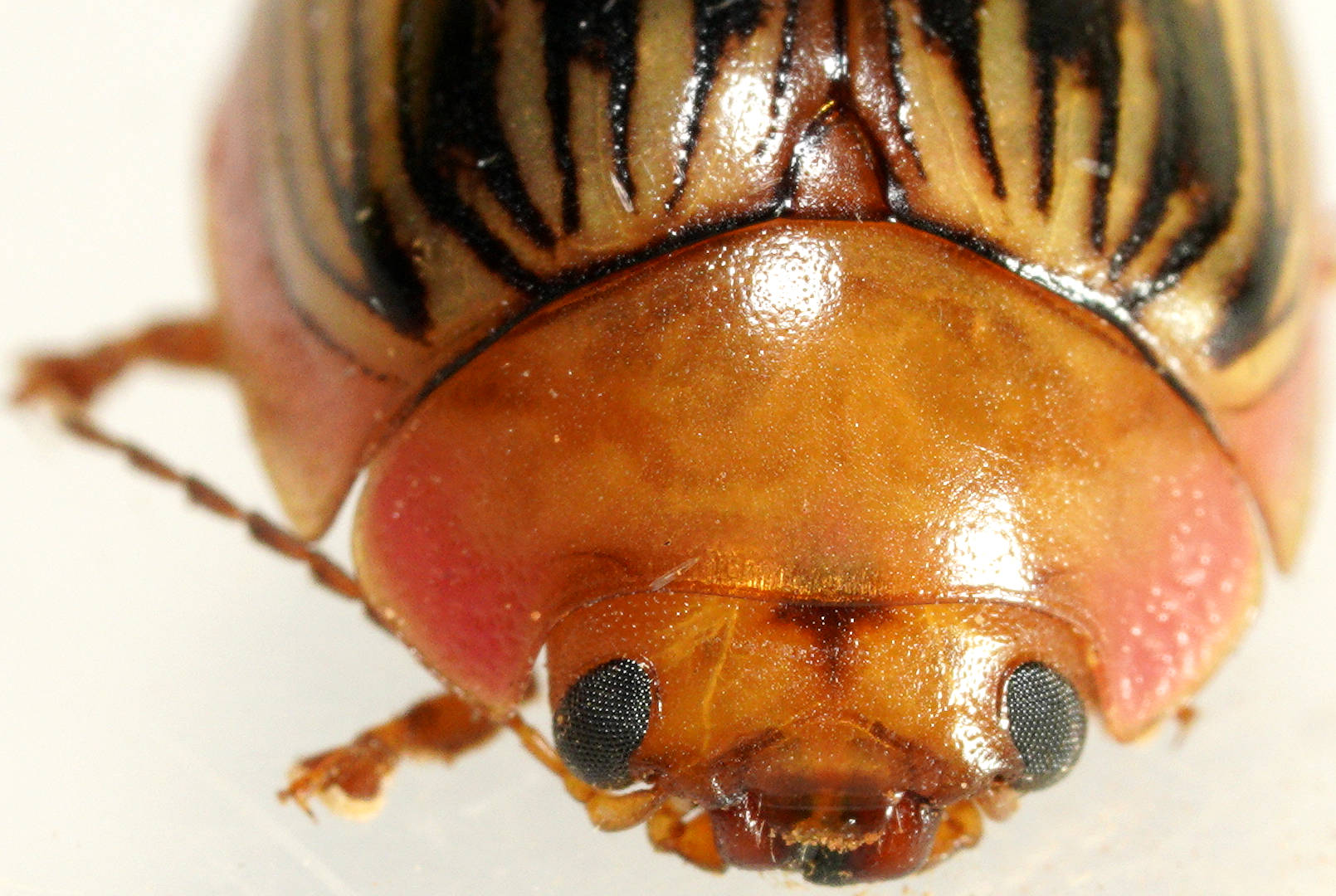 Variable Leaf Beetle (Paropsisterna variabilis)