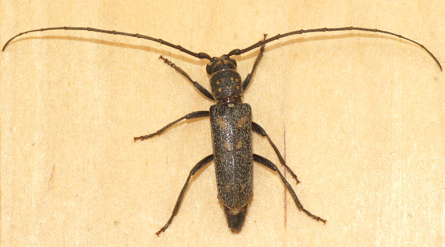Spotted Hairy Longhorn Beetle (Opsidota infecta)