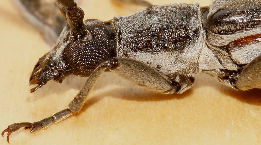 Slender Mallee Longhorn Beetle (Aposites sp)