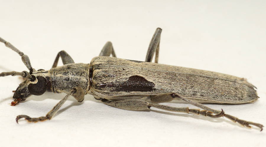 Black-waisted Longhorn Beetle (Uracanthus griseus)