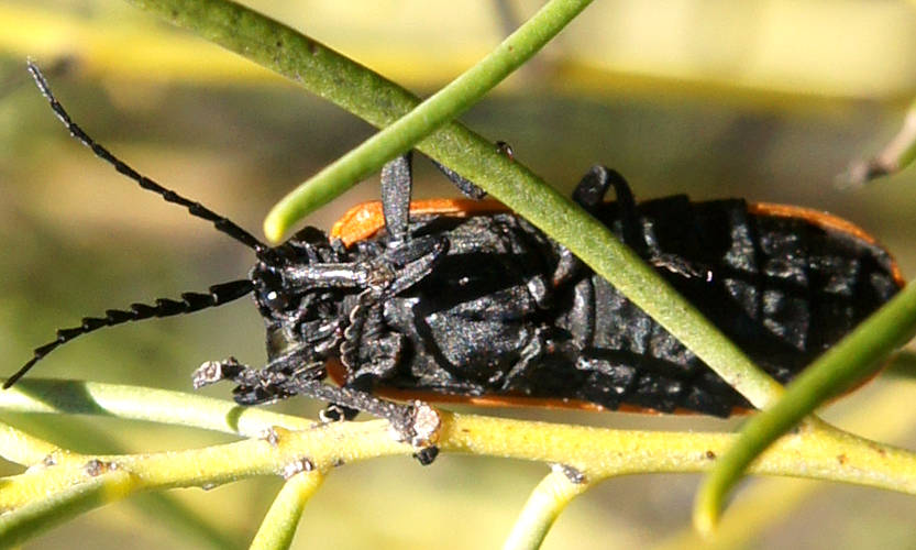Long-nosed Lycid Beetle (Porrostoma rhipidium)