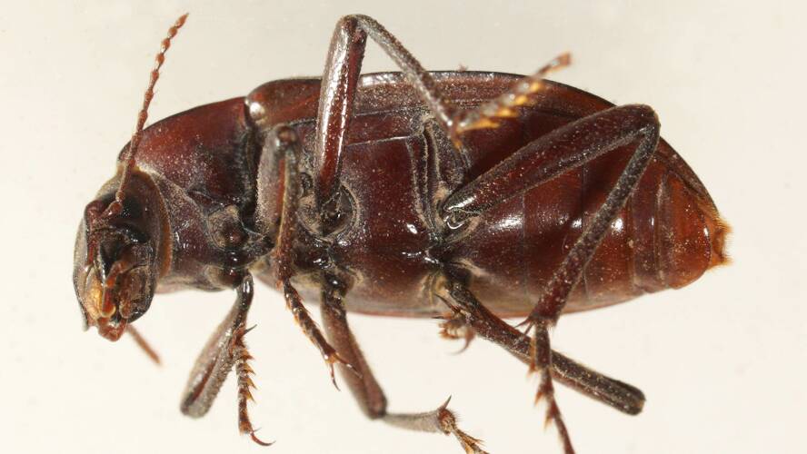 Sharp-antennae Darkling Beetle (Brises acuticornis)