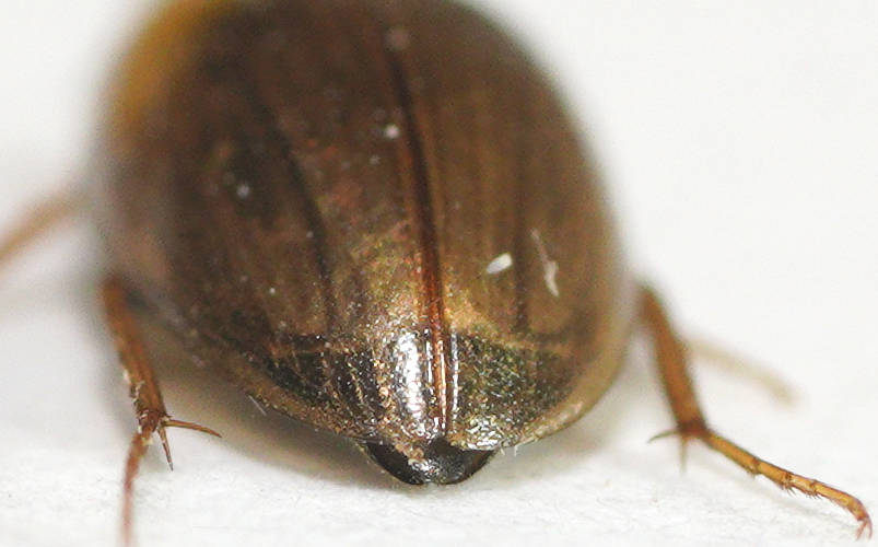 Dark Crawling Water Beetle (Enochrus sp ES02)