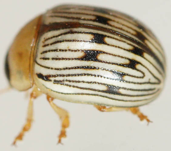 Scat-mimicking Leaf Beetle (Faex aemula)