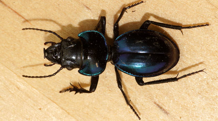 Blue Ground Beetle (Carenum speciosum)