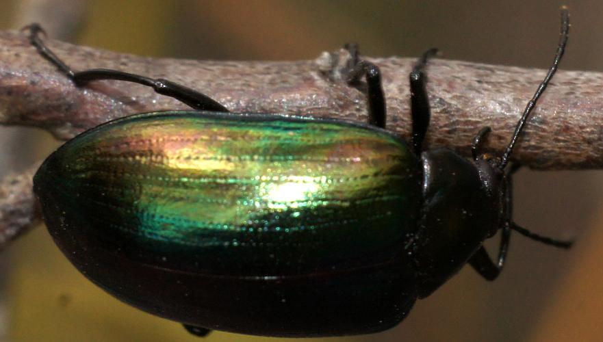 Chalcopterus Beetle (Chalcopteroides sp ES01)