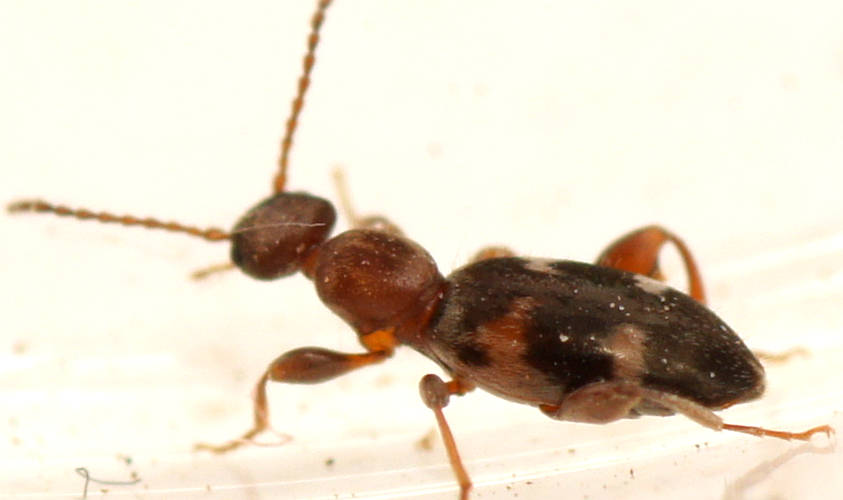 Brown Ant-like Flower Beetle (Chileanthicus sp)