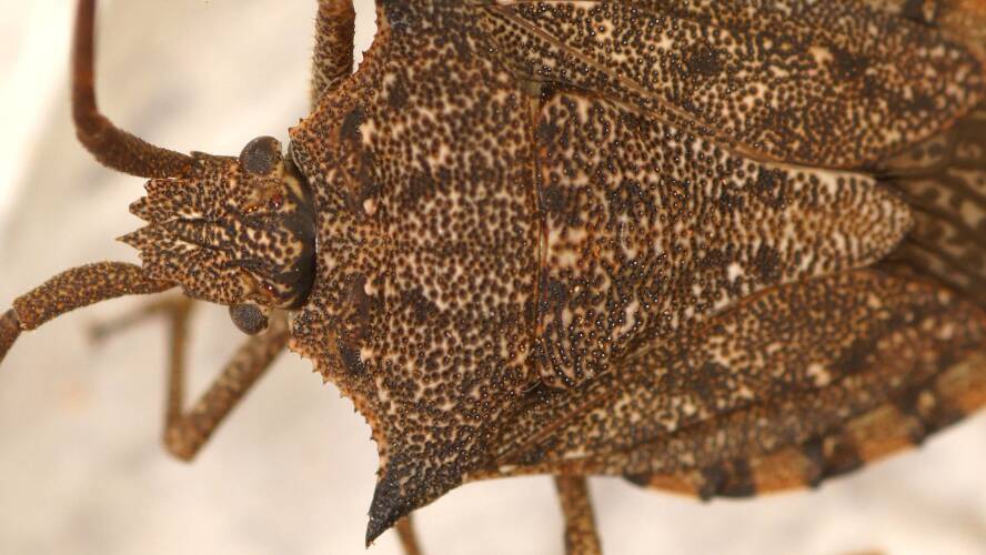 Forward-spined Shield Bug (Neagenor transcontinentalis)