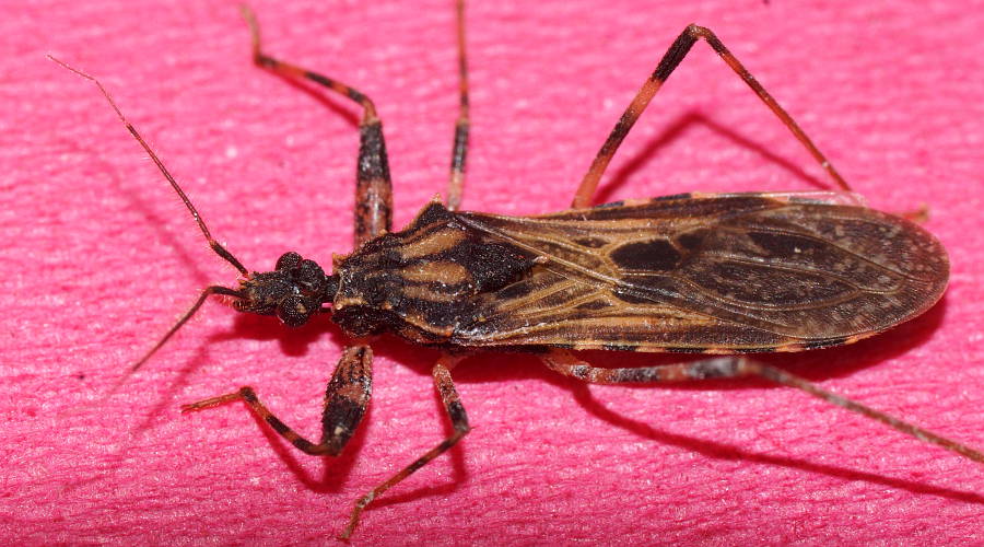 Assassin Bug (Oncocephalus sp ES01)