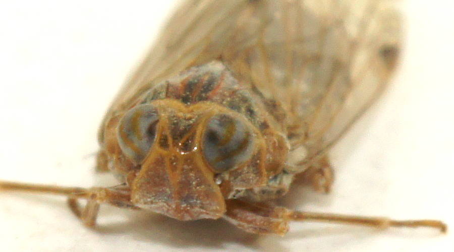 Mallee Lacehopper (Ozoliarus sp)