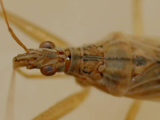 Pacific Damsel Bug (Nabis kinbergii)