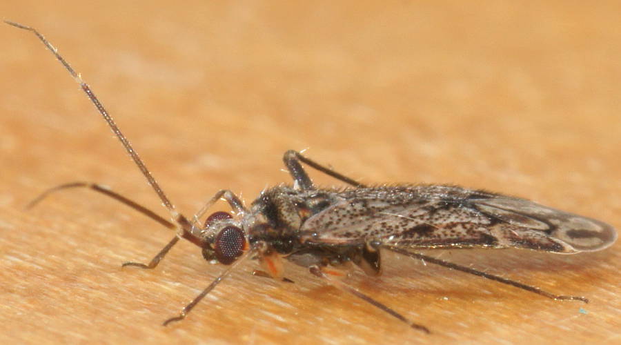 Hairy Large-eyed Mirid Bug (Miridae sp)