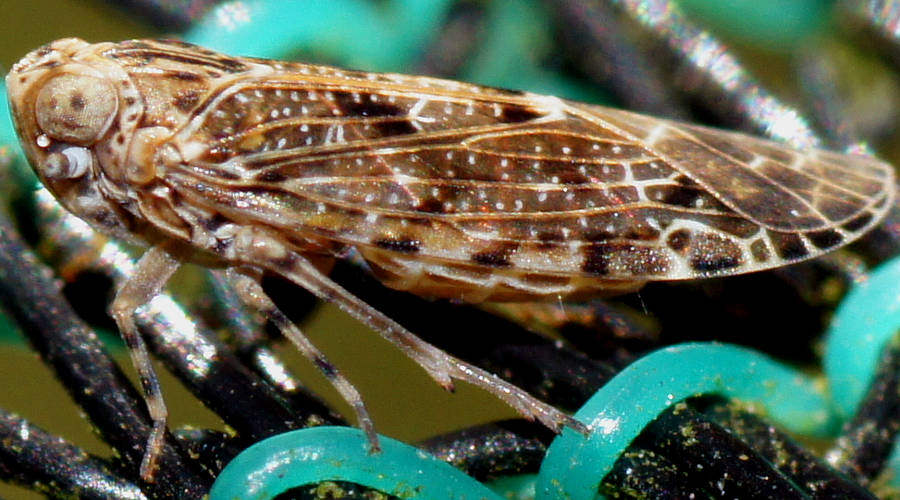 Black-laced Planthopper (Plectoderini sp)