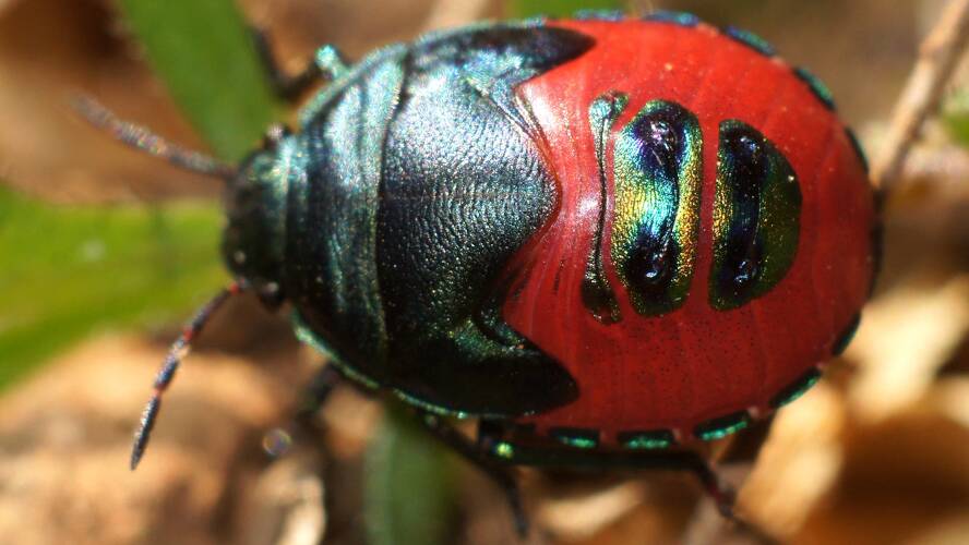 Red Jewel Bug (Choerocoris paganus)