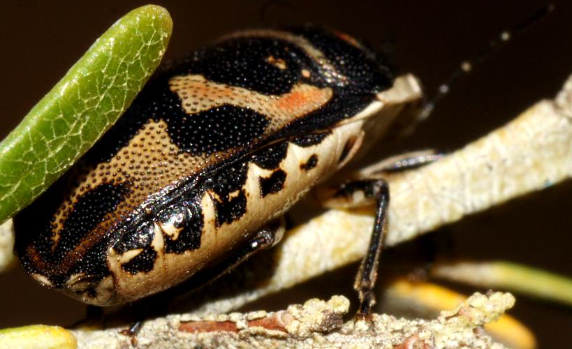 Variable Shield Bug (Choerocoris variegatus)