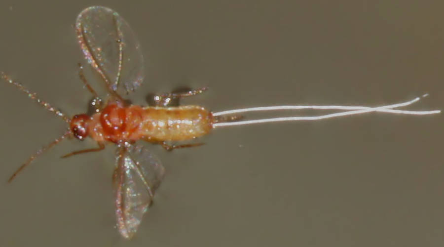 Mealybug (Pseudococcidae cf sp)